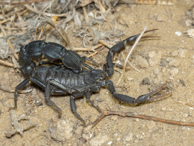 Black fat-tailed scorpion, Androctonus bicolor
