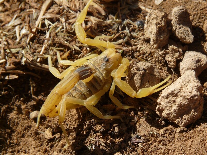 Yellow Mediterranean scorpion, Leiurus quinquestriatus